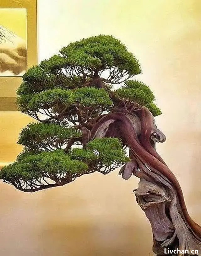 玩盆景是享受过程的“艺术”，其中的苦与乐，只有盆景人知道！