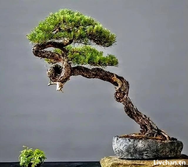 玩盆景是享受过程的“艺术”，其中的苦与乐，只有盆景人知道！