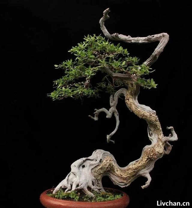 玩盆景是享受过程的“艺术”，其中的苦与乐，只有盆景人知道！