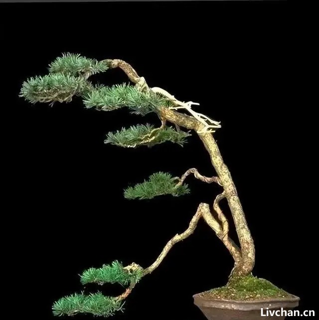 养罗汉松盆景，做造型细分根、枝、叶，耐心做好每一步，大气苍劲