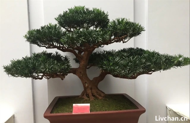 养罗汉松盆景，做造型细分根、枝、叶，耐心做好每一步，大气苍劲