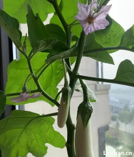 阳台别光养花草，种几种新鲜蔬菜，周期短收成好，易种植适合新手