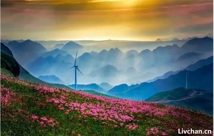 带你打卡“八山一水一分田”的贵州，发现千年金丝楠木，价值不可估量！