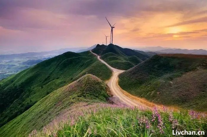 带你打卡“八山一水一分田”的贵州，发现千年金丝楠木，价值不可估量！