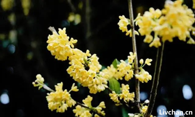 李清照的一首《多丽·咏白菊》，还有一首吟诵桂花的词，醉美千年