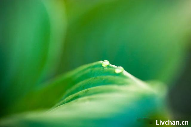 窗外有芭蕉，最怕秋雨落——古诗词中的芭蕉雨