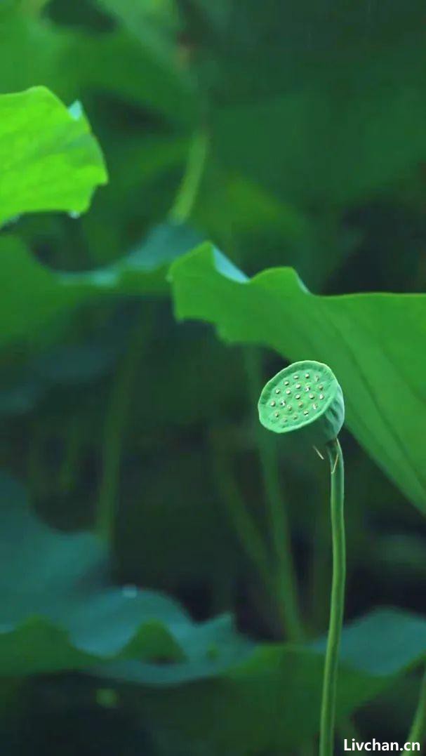 年少不懂《琵琶行》，读懂已是泪千行