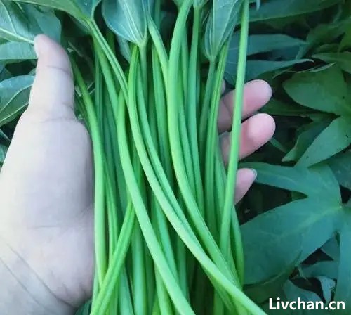 红薯饼被称“长寿菜”，日本人坚持每天吃，我国产量大却少有人吃