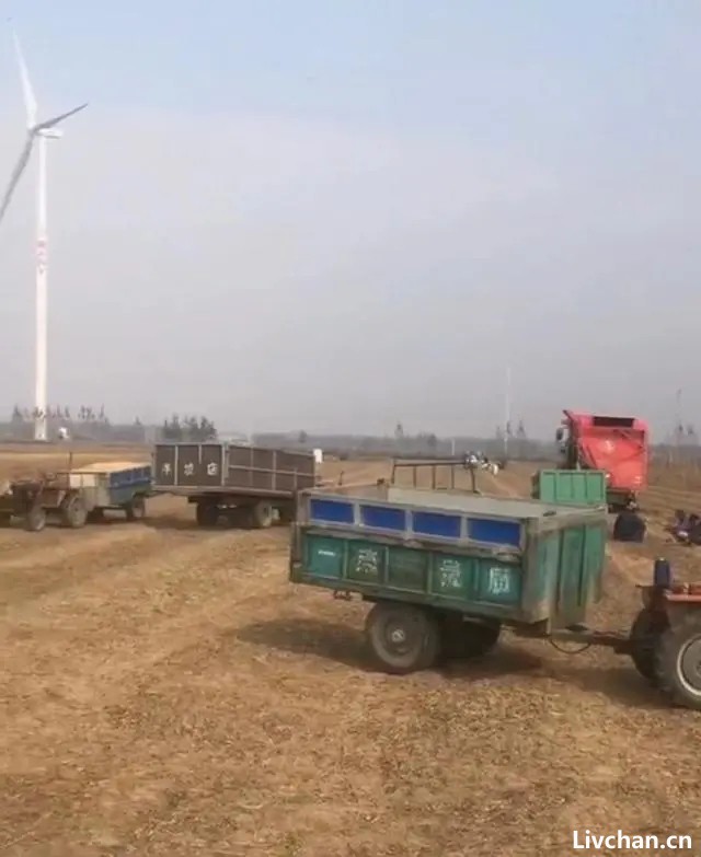 因噎废食——河南延津因领导检查、扬尘太大，乡政府禁止农民机械设备收花生