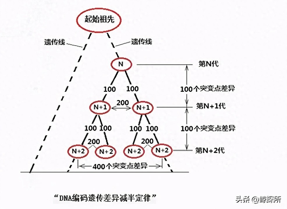 人类没有生殖隔离吗？为何黄种人、黑种人和白种人，能自由交配？