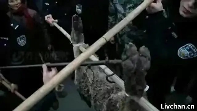 令人感到期待，1亿多人口的山东省仍有野生大灰狼