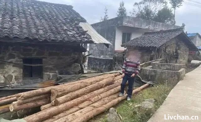 泼天的罪过——从砍伐自己种的树要担刑说起