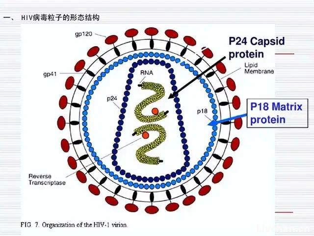 感染艾滋病后，还能活多久？