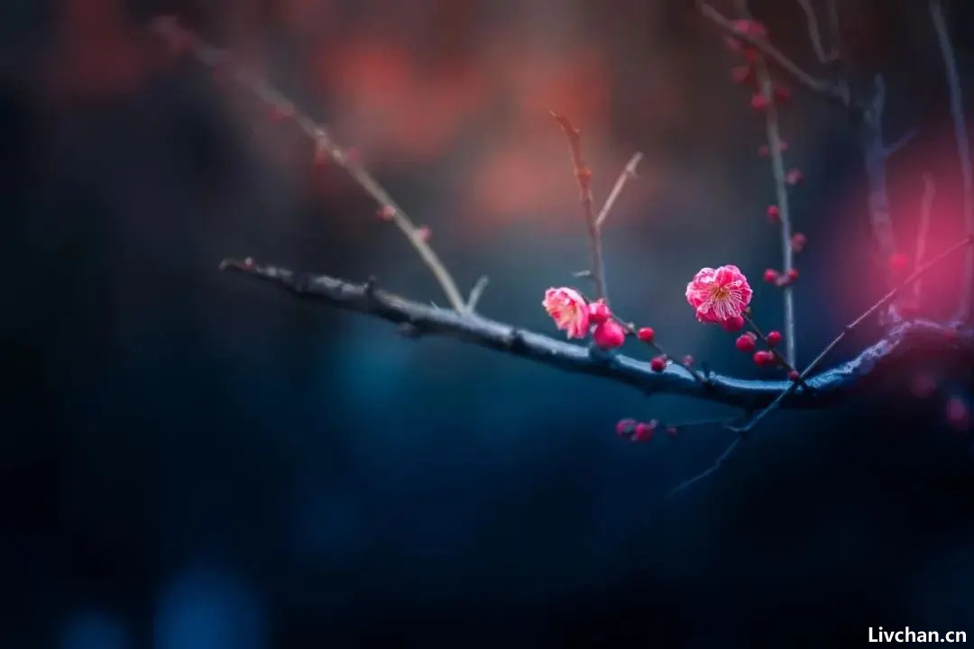 王安石最经典的10首诗词，全是千古名作，绝对值得一读