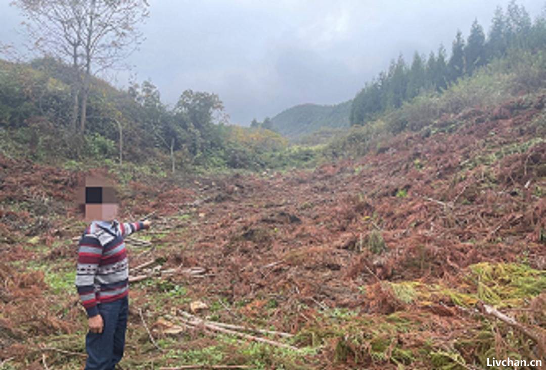 砍掉自家林木都不行？生态法庭法官解读“四川农夫砍伐自家林地案” | 封面深镜