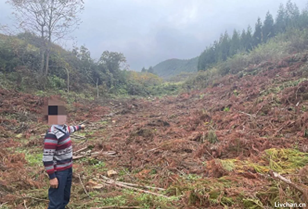 砍掉自家林木都不行?生态法庭法官解读“四川农夫砍伐自家林地案” | 封面深镜