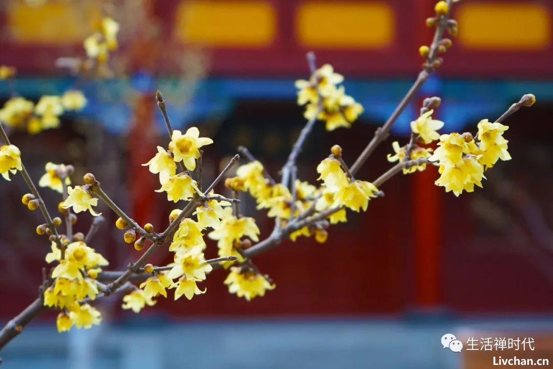咬定青山