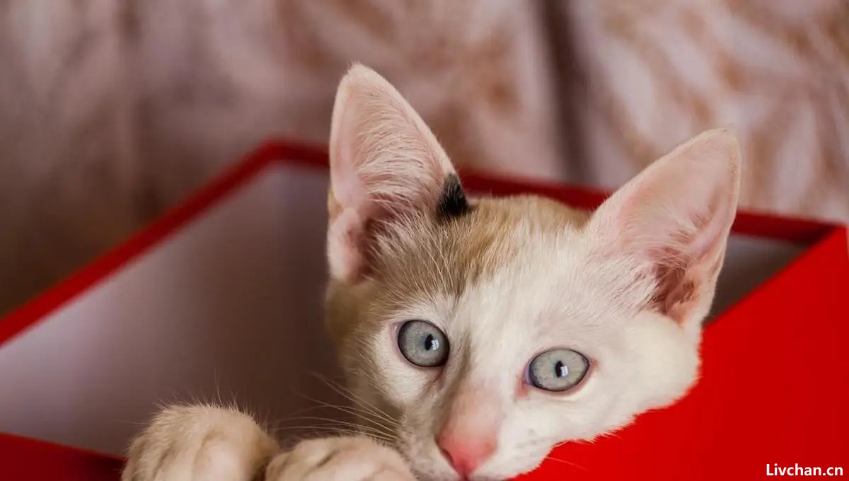 量子纠缠是什么？薛定谔的猫，人类起源