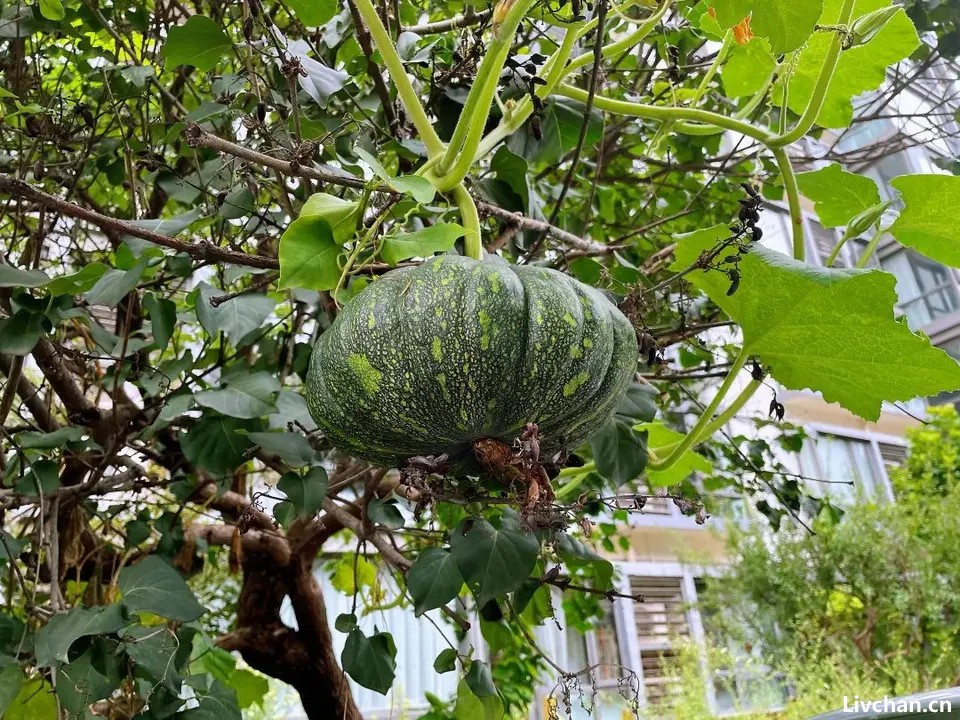去清华北大教授居住的小区里逛了逛，读懂什么叫“文明素质的天花板”