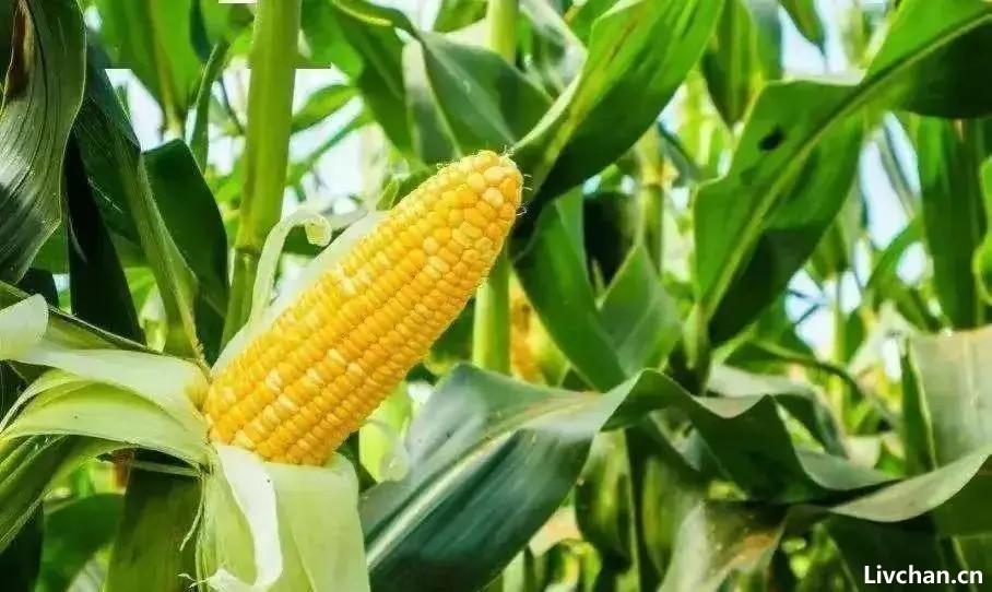 玉米，为什么被称为地球上的“外星植物”？