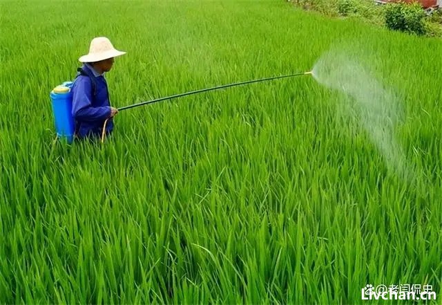 美国邪恶机构孟山都：底线何在？祸害人间117年，残害600万人