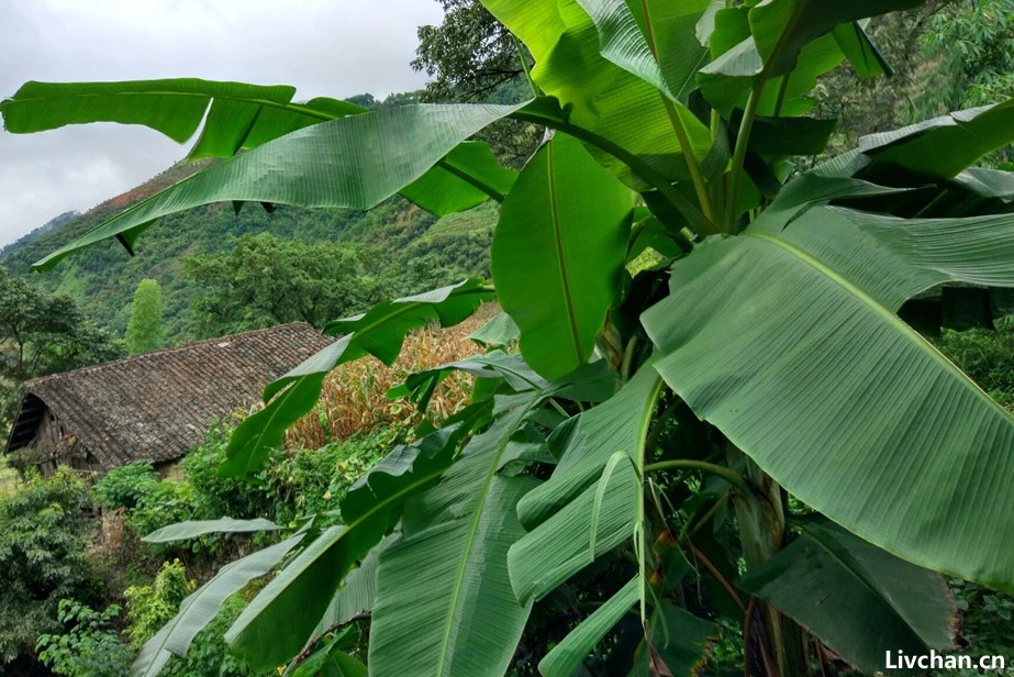 窗外有芭蕉，最怕秋雨落——古诗词中的芭蕉雨