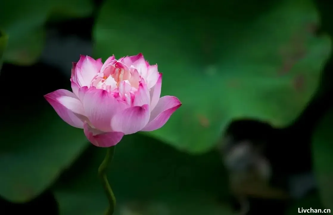 真正厉害的人,是“不忙”的人