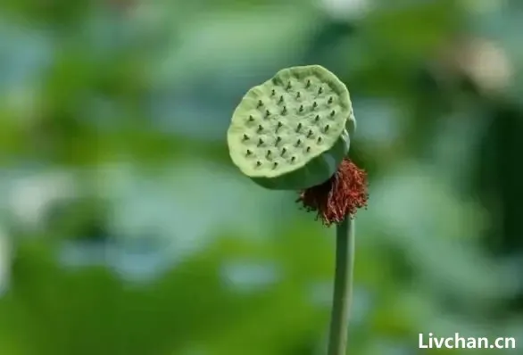 做人,稳住了,你就赢了——少说话