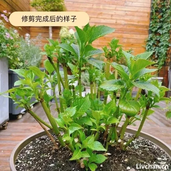 想养花的新手朋友要掌握的浇水施肥等基础知识