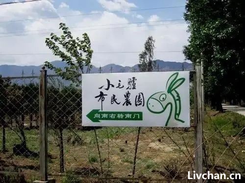 留美清华女博士后，回乡种地