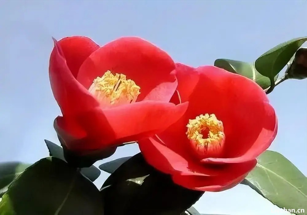 九首山茶花诗歌,雪中四友,凌霜怒放 九首山茶花诗歌,雪中四友,凌霜怒放