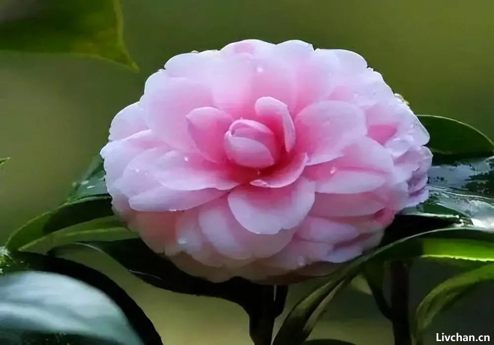 九首山茶花诗歌,雪中四友,凌霜怒放 九首山茶花诗歌,雪中四友,凌霜怒放