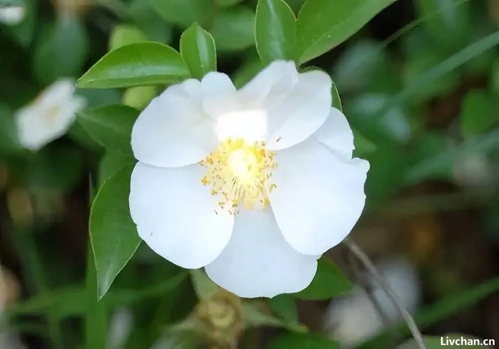 九首山茶花诗歌，雪中四友，凌霜怒放