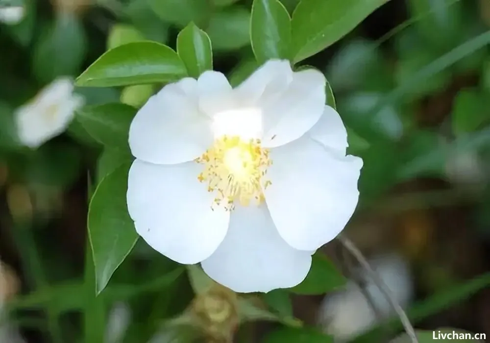 九首山茶花诗歌,雪中四友,凌霜怒放