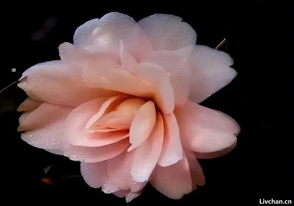 九首山茶花诗歌,雪中四友,凌霜怒放 九首山茶花诗歌,雪中四友,凌霜怒放