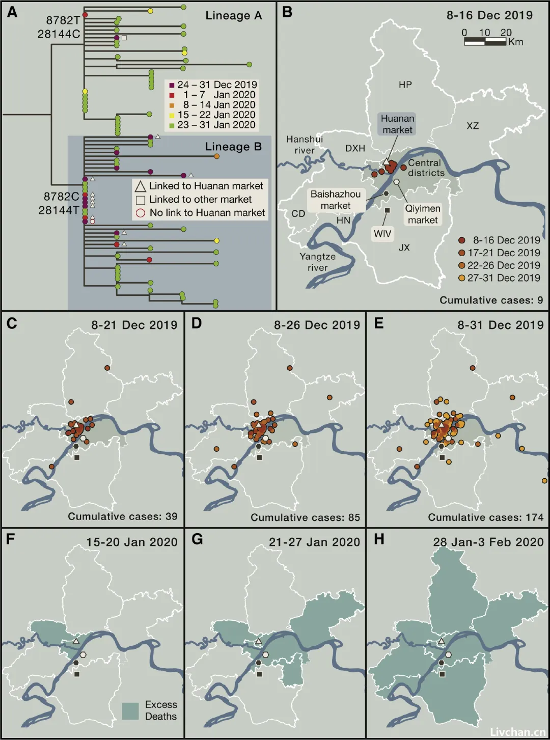 大反转！最新研究：现有数据无法证实“武汉华南海鲜批发市场是新冠疫情的起源地”，原因有三...