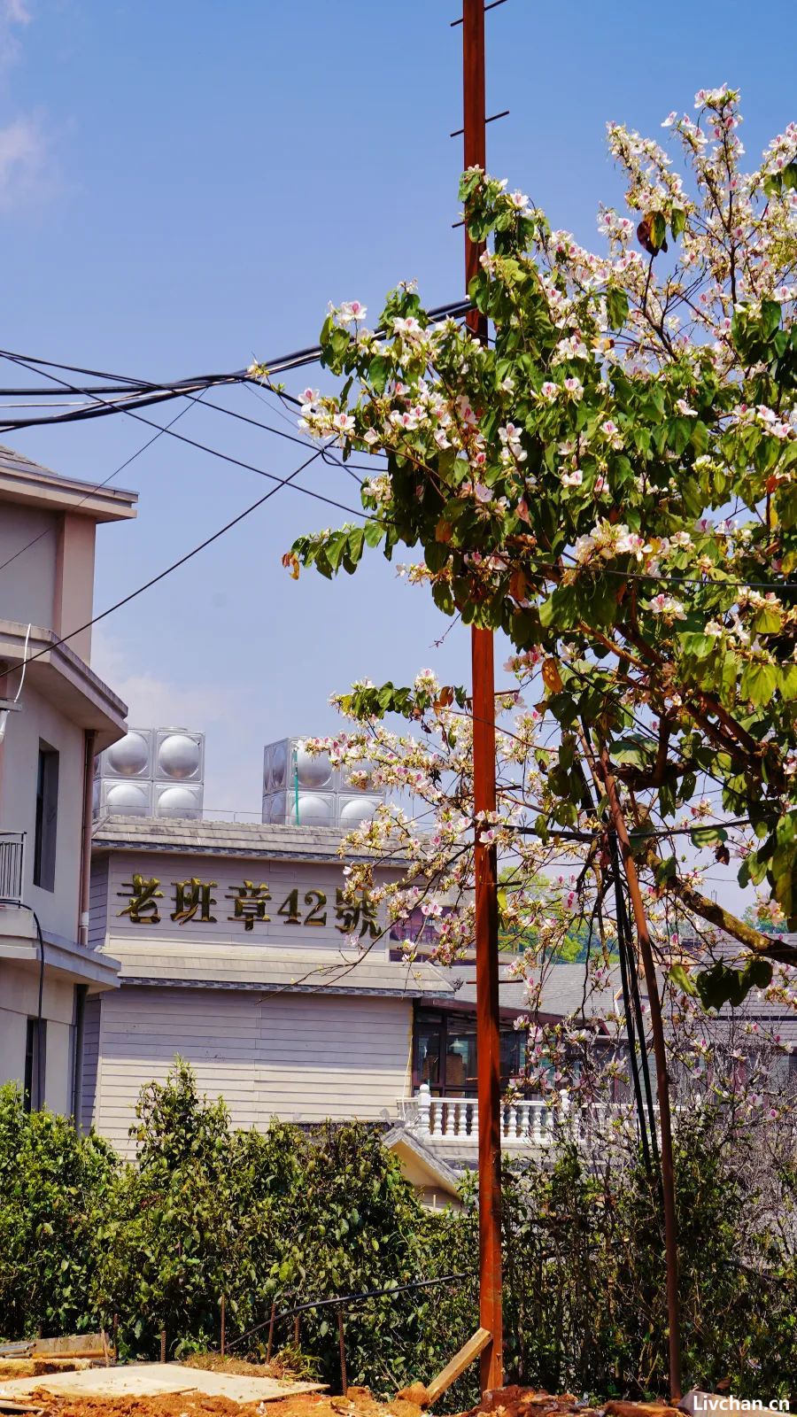 老班章村22年