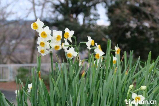 年宵花首选的水仙花，扒一扒TA的身世 