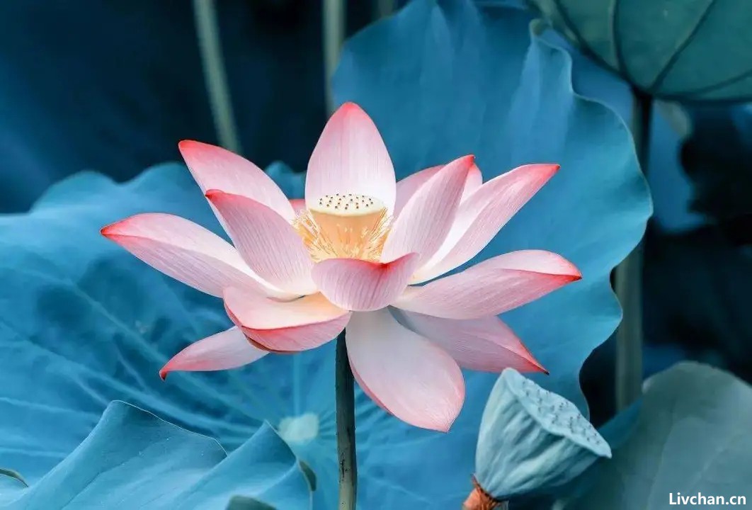 善良,豁达,多读书,人生定会走向成功 善良,豁达,多读书,人生定会走向成功