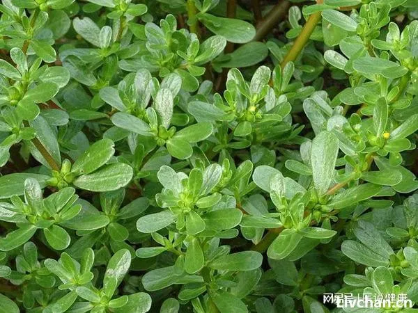 马齿苋煮水代茶饮,竟能让身体收获4大好处,不过有3点需注意!