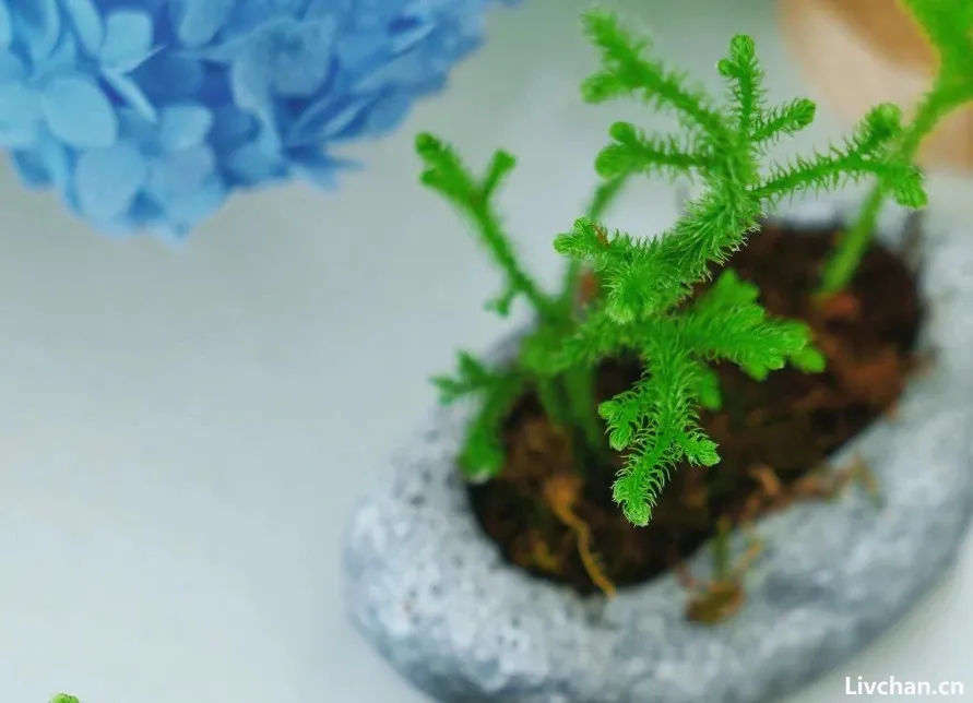 伸筋草,又称抽筋草、舒筋草,有5大作用,农民朋友要了解