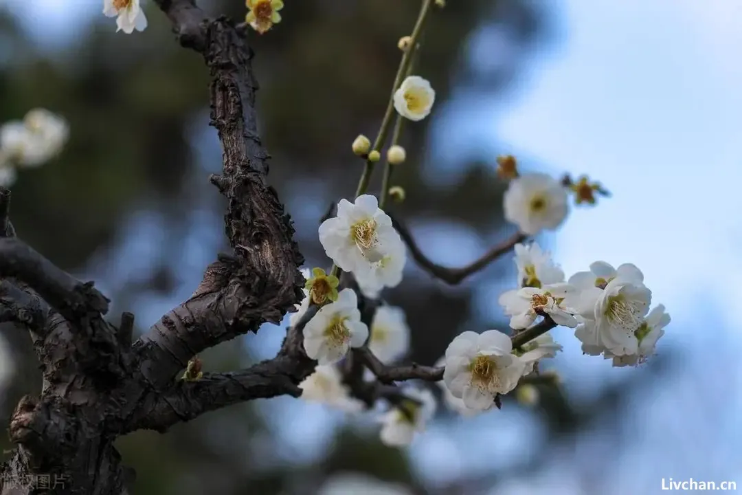 梅花开，等春来！11首写梅花的诗词哪一首惊艳了你？最后一首王安石的咏梅诗，竟然是抄袭而来