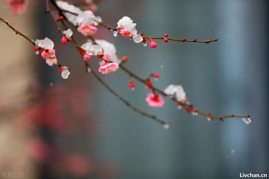 梅花开，等春来！11首写梅花的诗词哪一首惊艳了你？最后一首王安石的咏梅诗，竟然是抄袭而来