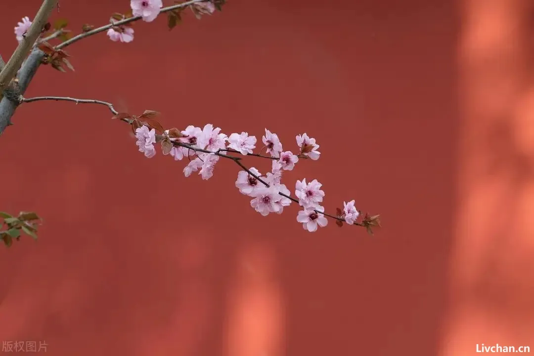 梅花开，等春来！11首写梅花的诗词哪一首惊艳了你？最后一首王安石的咏梅诗，竟然是抄袭而来