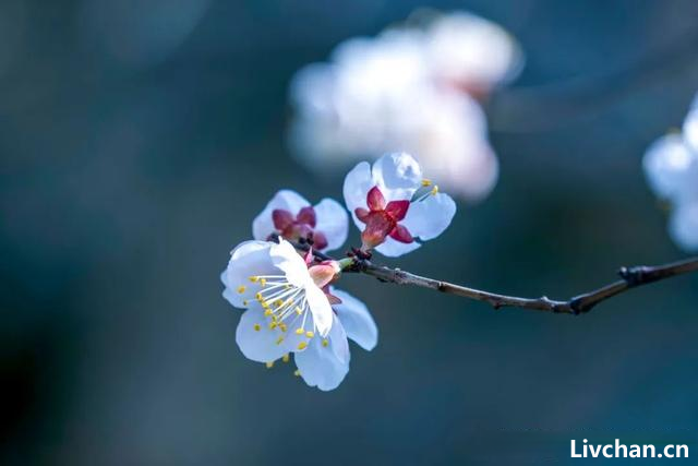 白梅似冬雪，暗香藏不住——古诗词中的白梅花