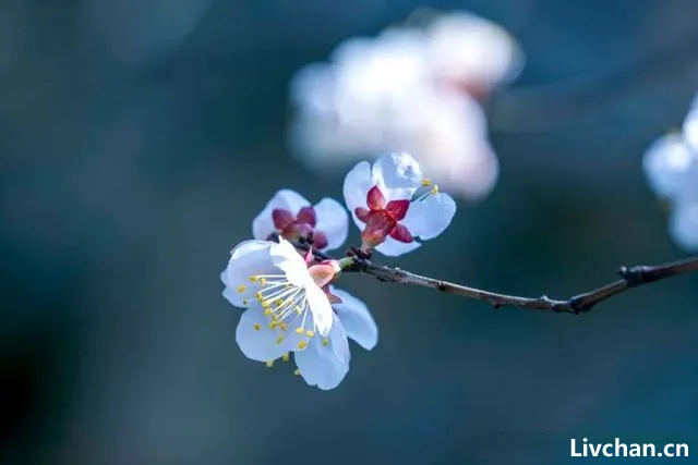白梅似冬雪,暗香藏不住——古诗词中的白梅花