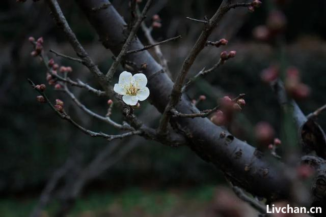 白梅似冬雪，暗香藏不住