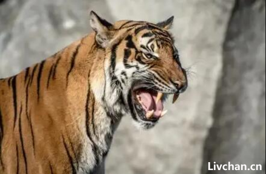 猫为何不怕老虎？96%相似的基因，唯一的差别也许你已经猜到了