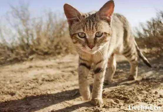 猫为何不怕老虎？96%相似的基因，唯一的差别也许你已经猜到了