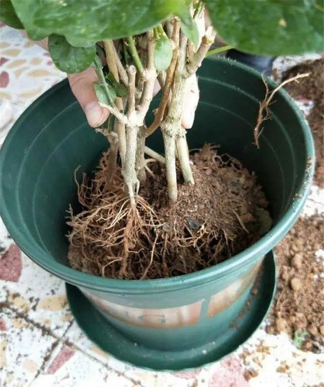 夏天养茉莉，记住“5不缺”，开花“无敌多”